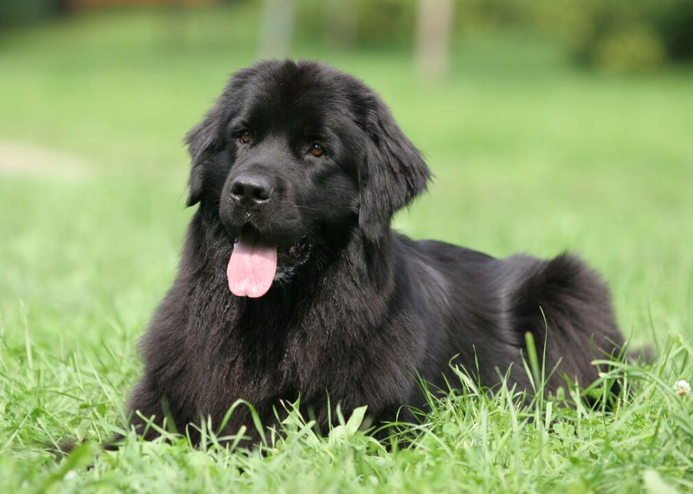 #41. Newfoundland
